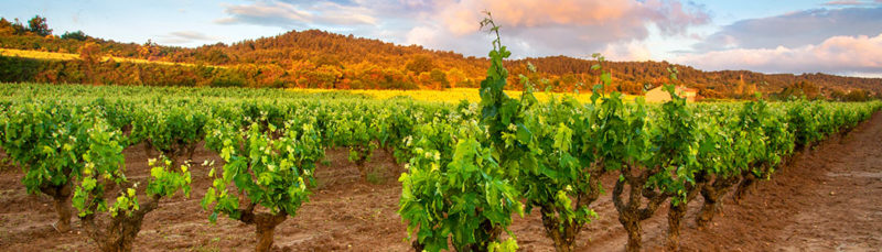 Catalunya terra de vins