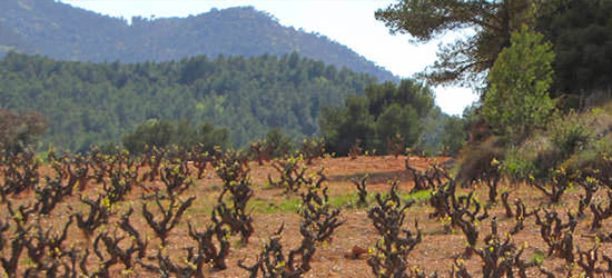 Bodega Cara Nord