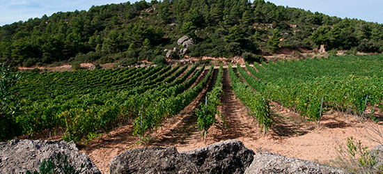 Celler Cara Nord Colors