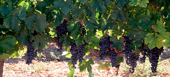 Celler Cara Nord el Vilosell