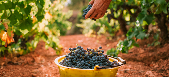 Vi Negre Masroig Sorts Jove vins i caves de Catalunya