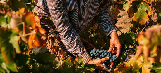 Celler Masroig