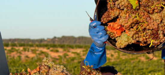 Celler Cérvoles