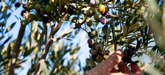 Terra Fruits