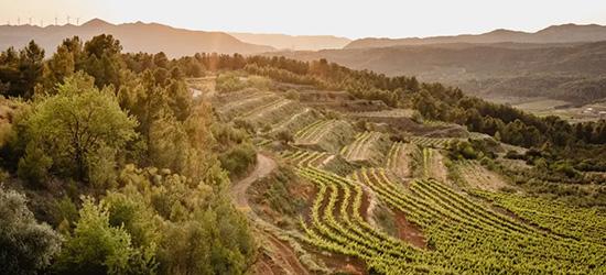 Celler Masroig
