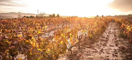 Celler Masroig