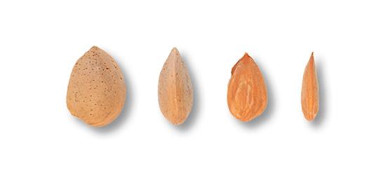 Nutstrum
